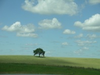 lone-tree-poster