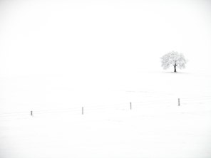 Winter White (1 of 1)
